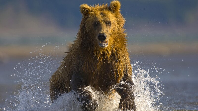 Brown bear running through water