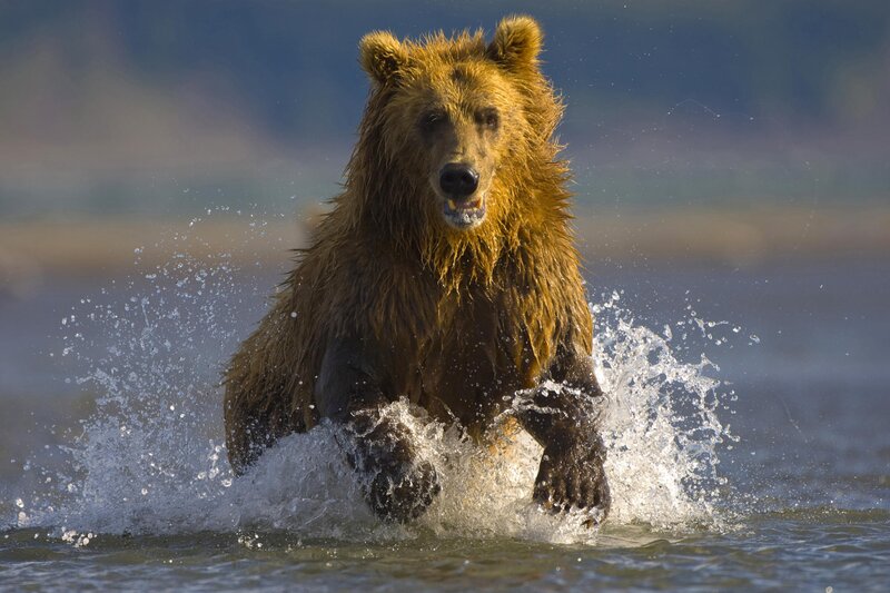 Brown bear running through water