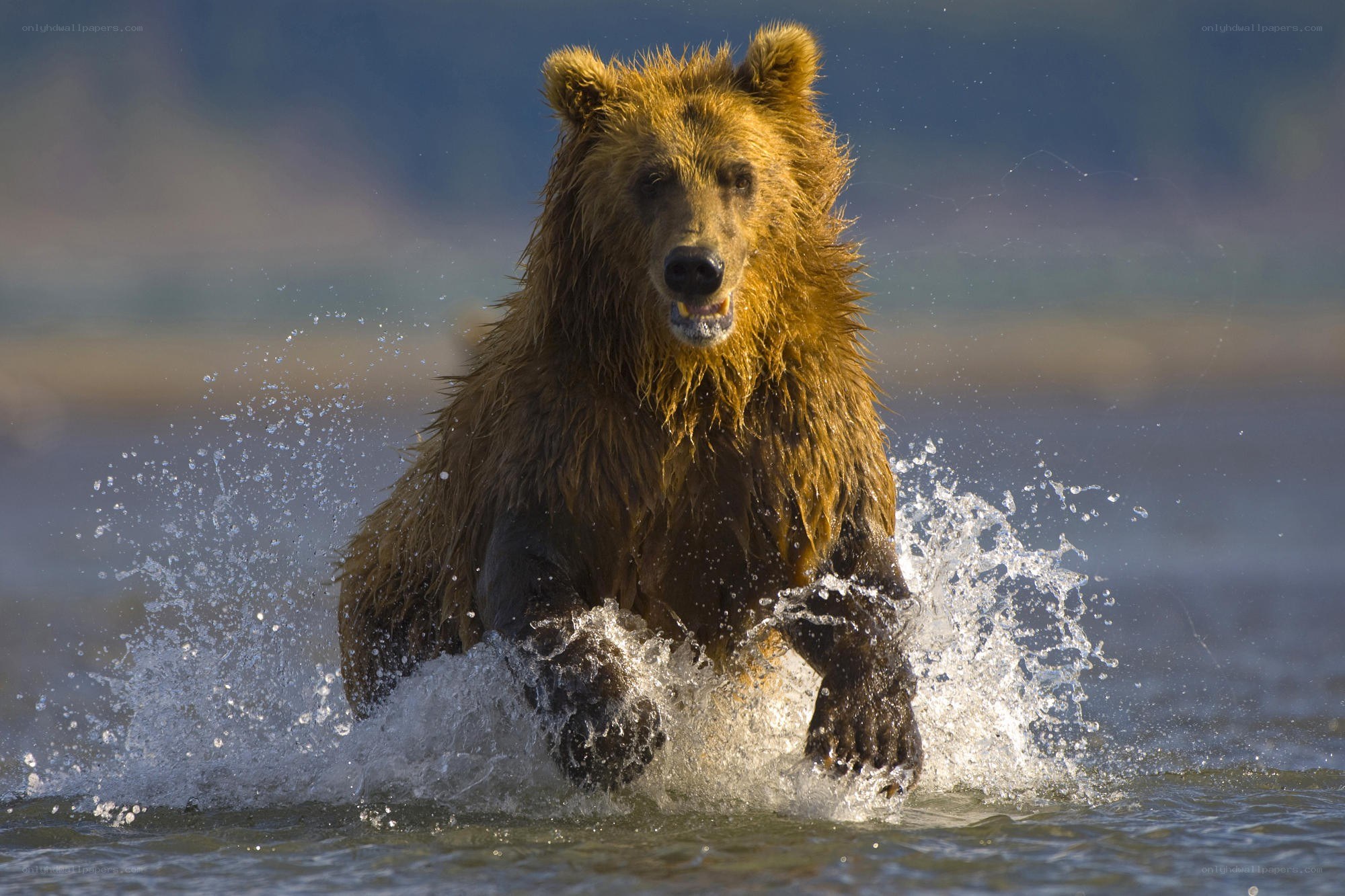 Brown bear running through water