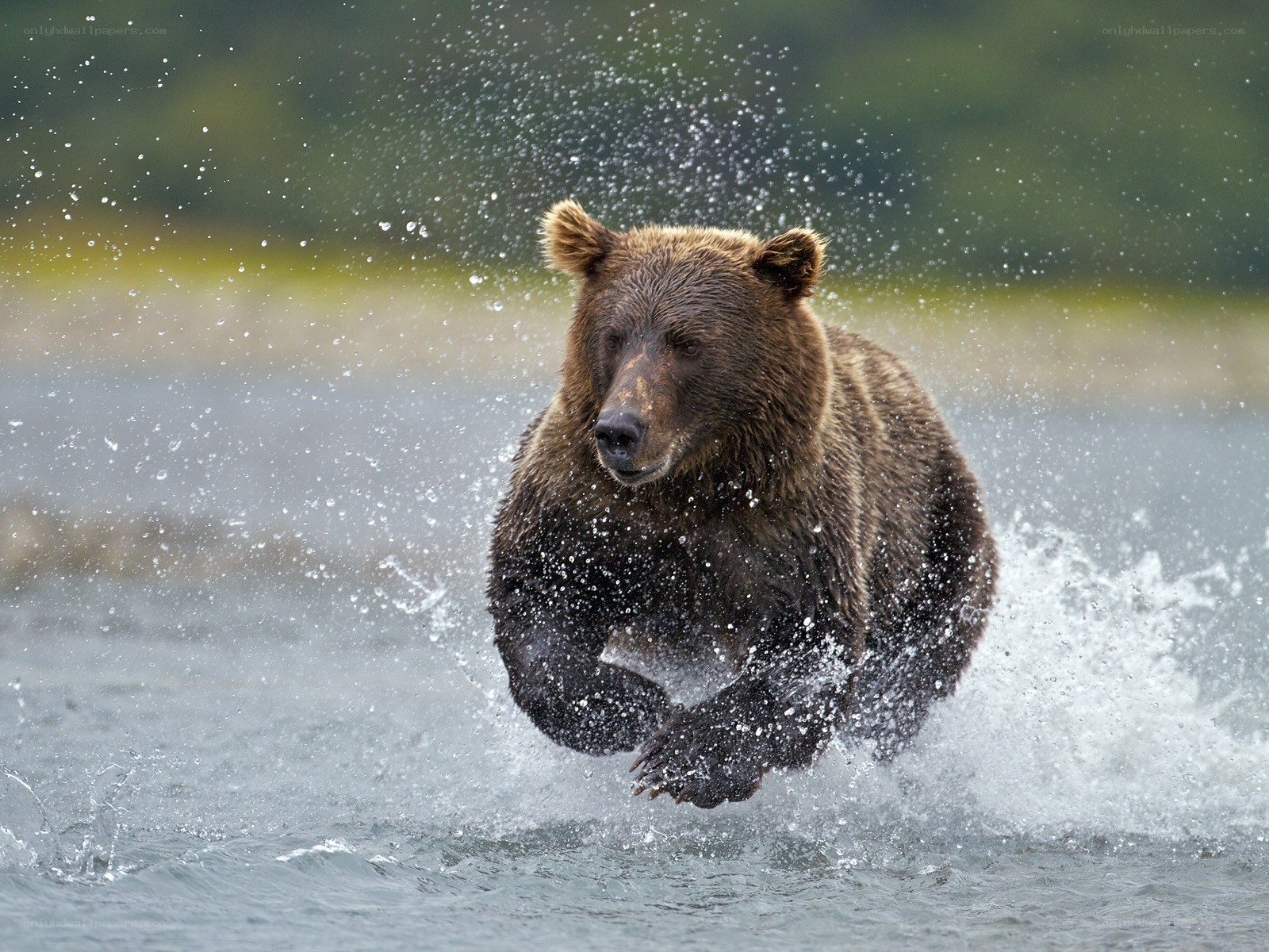 Brown bear running through water