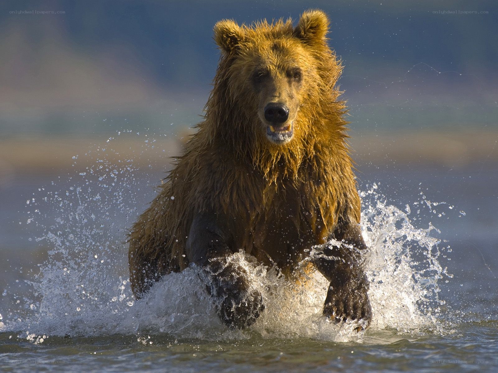 Brown bear running through water