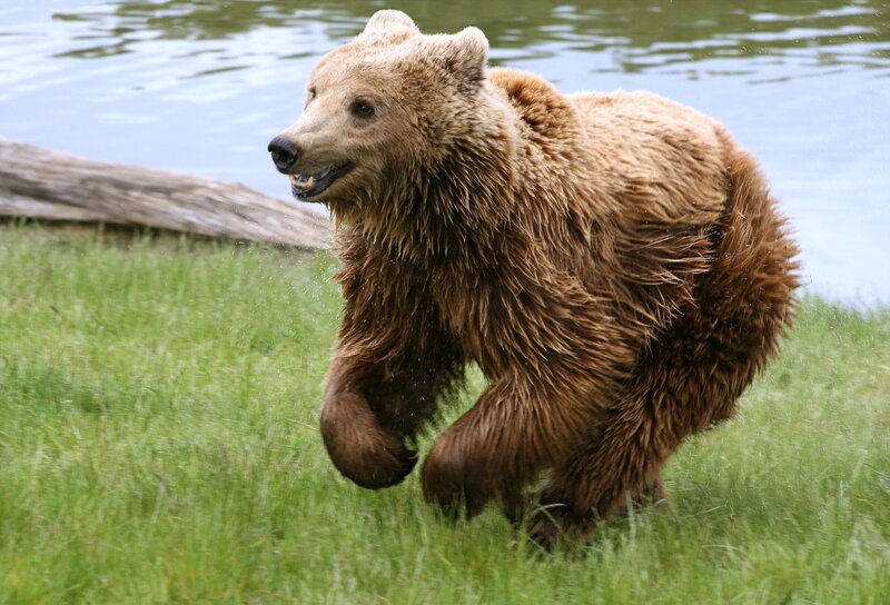 Brown Bear Running