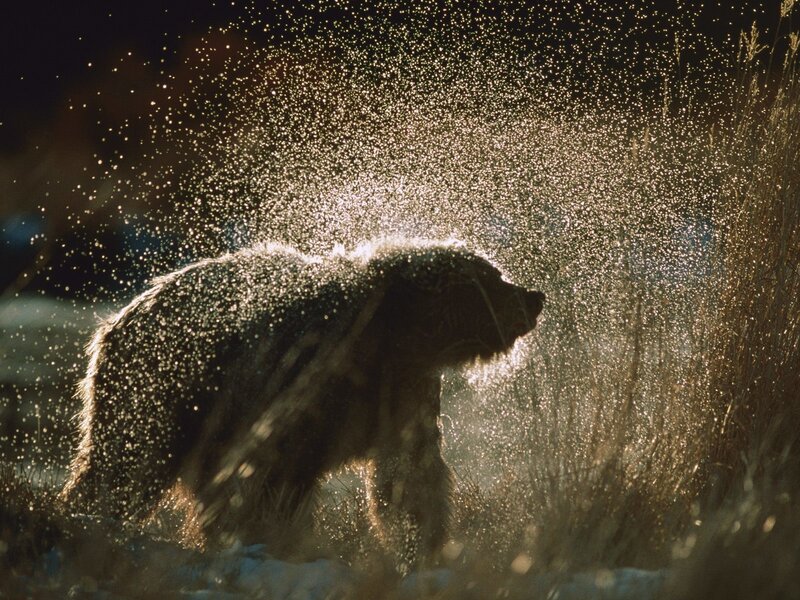Brown Bear Shaking