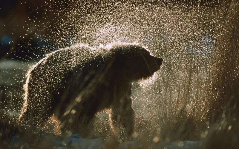 Brown Bear Shaking Water — Dramatic