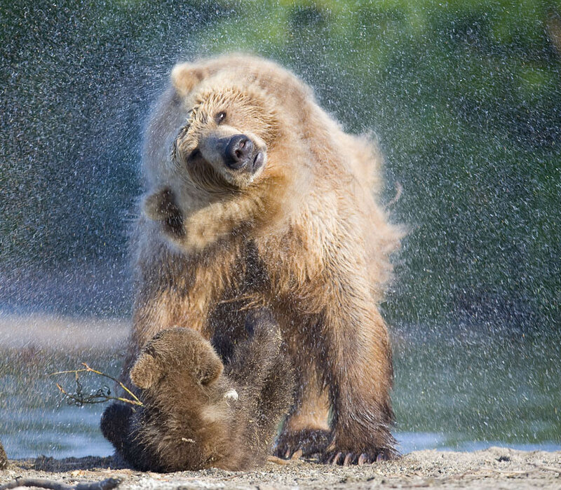 Brown Bear Shaking Water — Dynamic, Afternoon