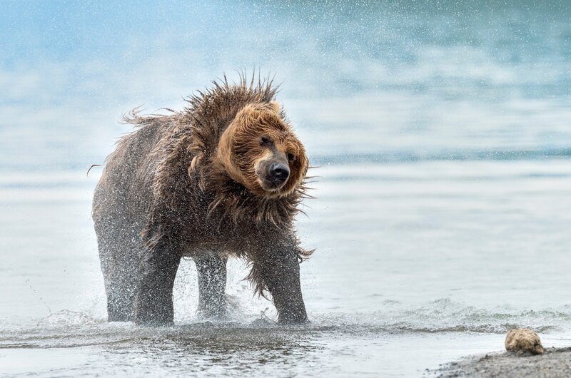 Brown Bear Shaking Water — Dynamic, Photograph