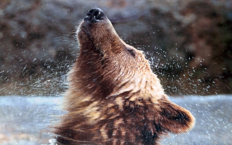 Brown Bear Shaking Water — Dynamic