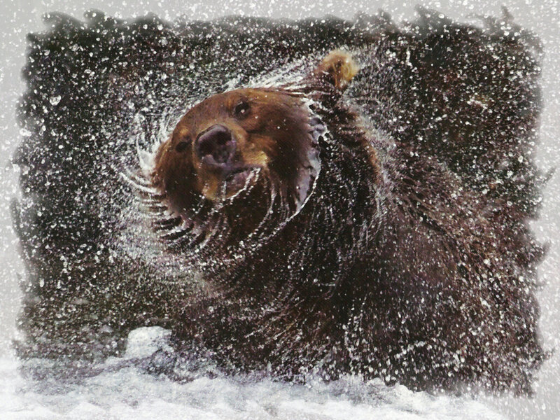 Brown Bear Shaking Water