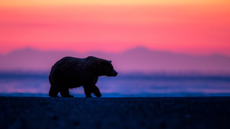 Brown Bear Silhouette — Pink
