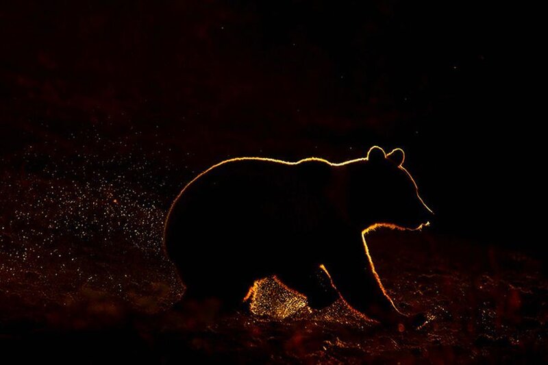Brown Bear Silhouette