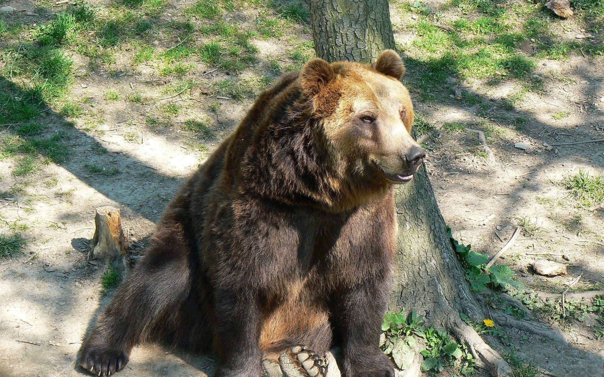 brown bear sitting by tree