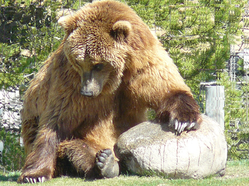 Brown Bear Sitting — Calm, Afternoon, Photograph, Rock