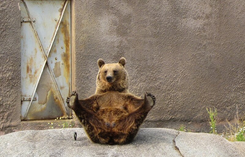 Brown Bear Sitting — Calm, Afternoon, Photograph