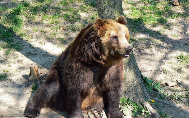 Brown Bear Sitting — Calm, Afternoon, Photograph, Tree, Grass