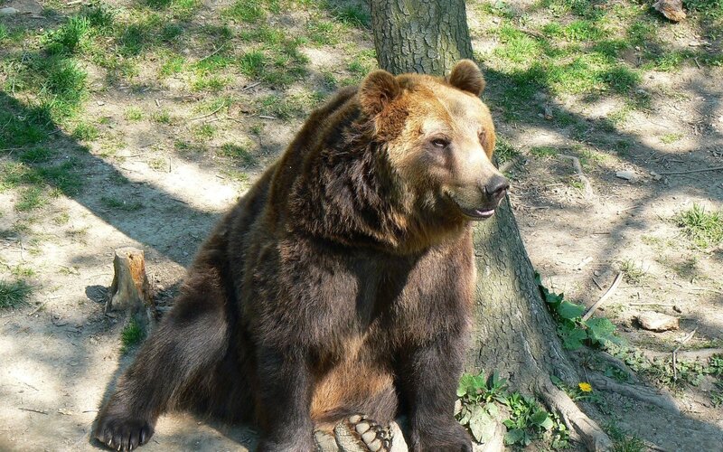 Brown Bear Sitting — Calm, Afternoon, Photograph, Tree