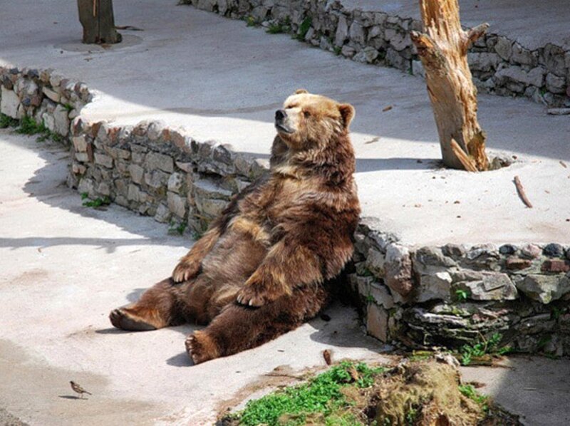 Brown Bear Sitting — Calm, Afternoon