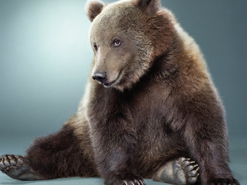 Brown Bear Sitting — Calm, Photograph, Paws