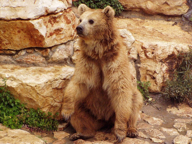 Brown Bear Sitting — Calm, Photograph, Rock Wall