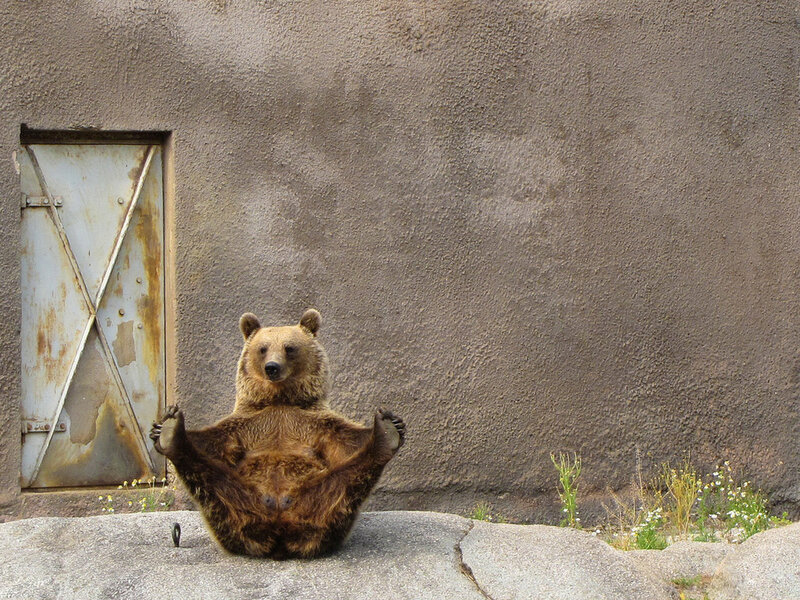Brown Bear Sitting — Calm, Photograph