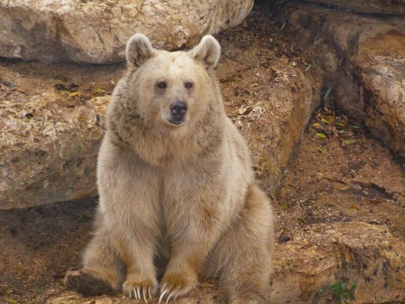 Brown Bear Sitting — Calm