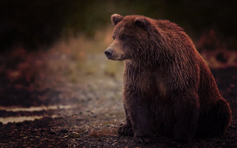 Brown Bear Sitting — Dramatic