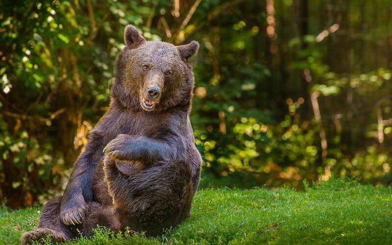 Brown Bear Sitting — Green, Calm, Afternoon