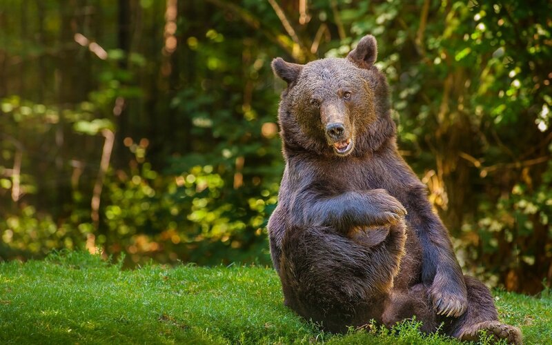 Brown Bear Sitting — Green, Calm