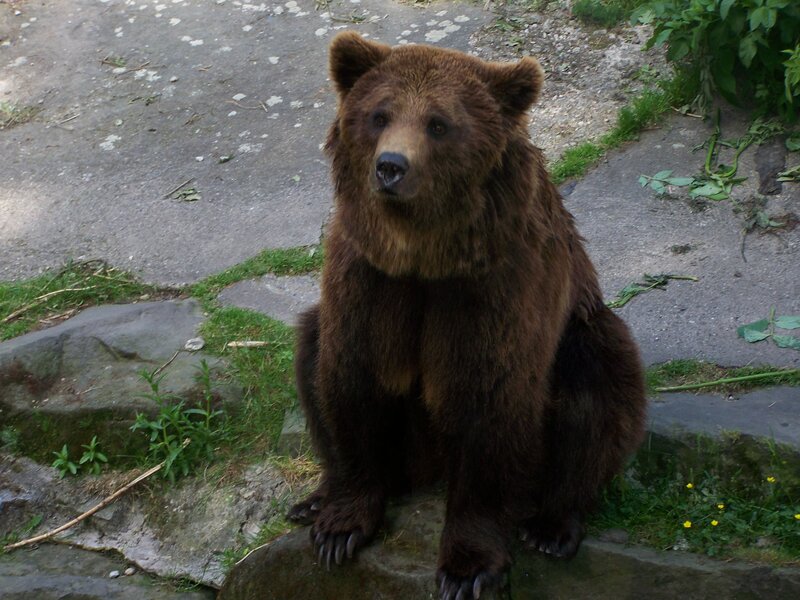 Brown bear sitting on a rock