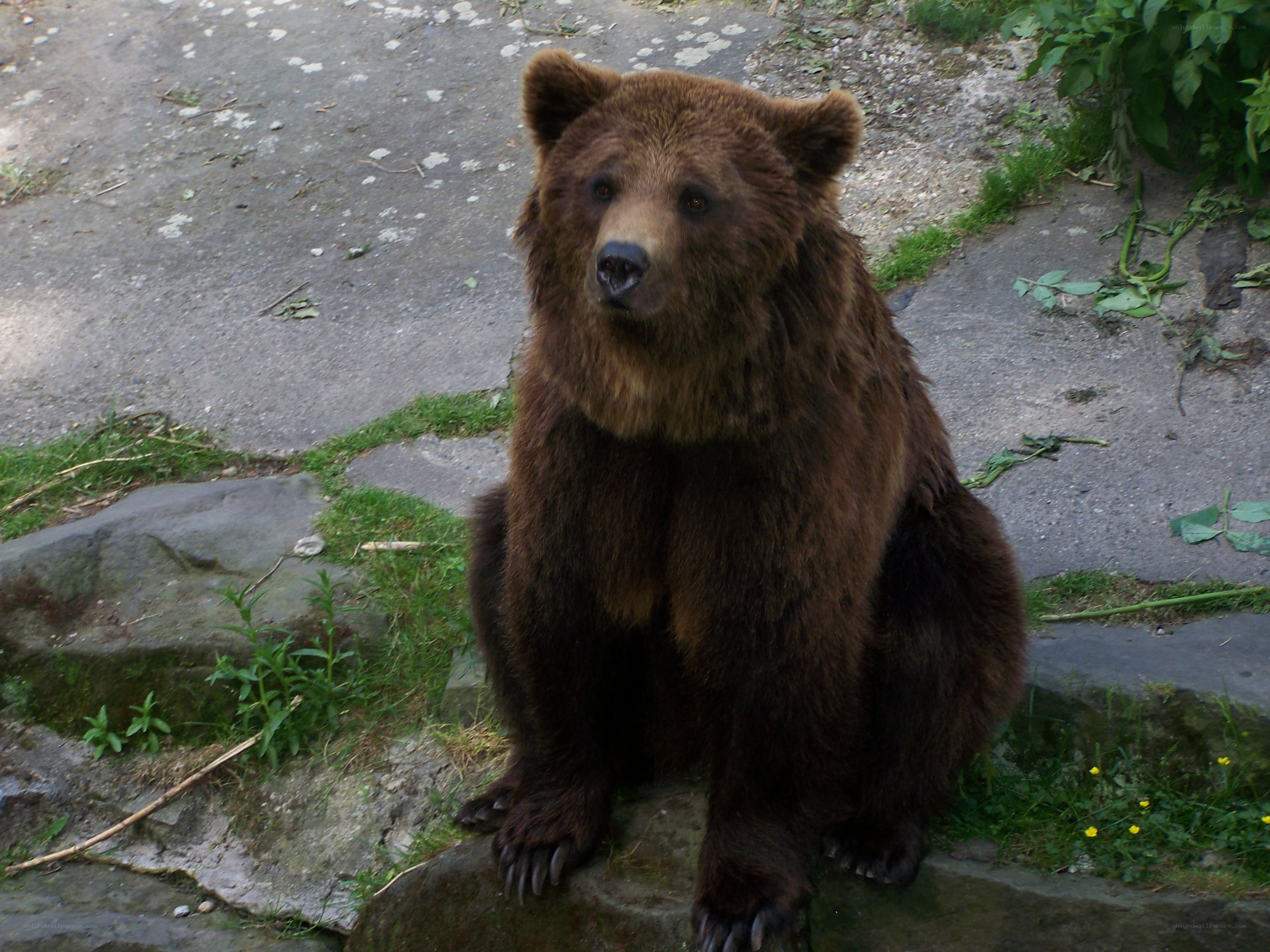 Brown bear sitting on a rock
