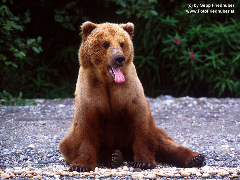 Brown bear sitting on gravel