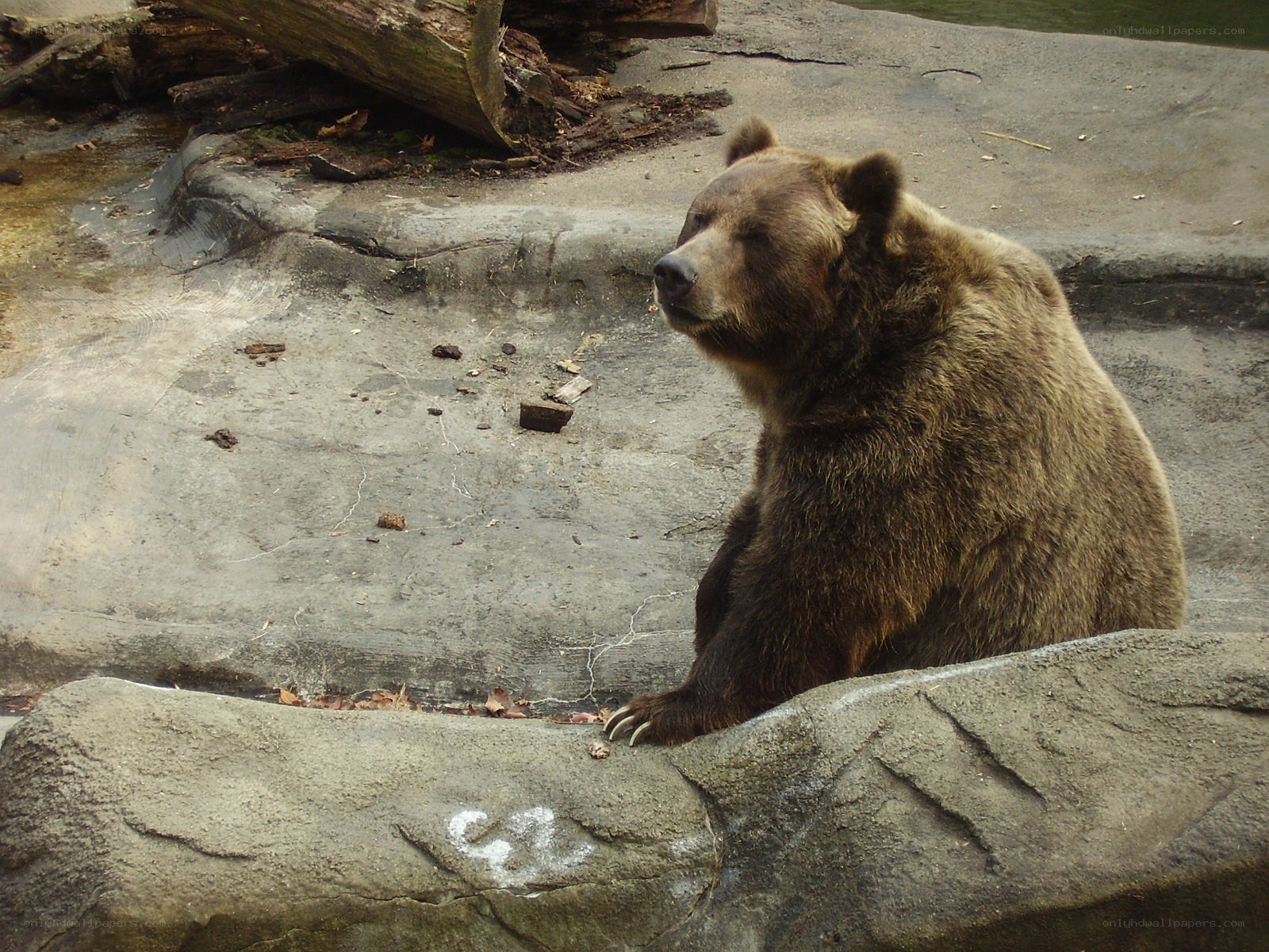 brown bear sitting on rock