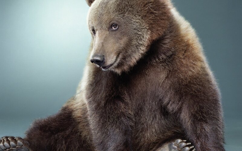 Brown Bear Sitting — Paws