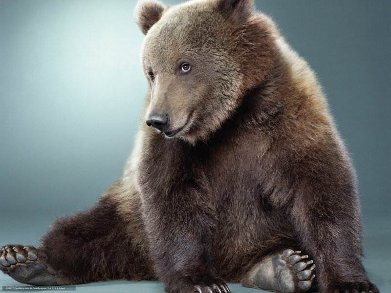 brown bear sitting