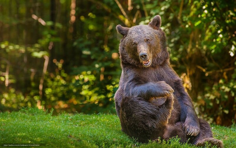 Brown Bear Sitting Upright