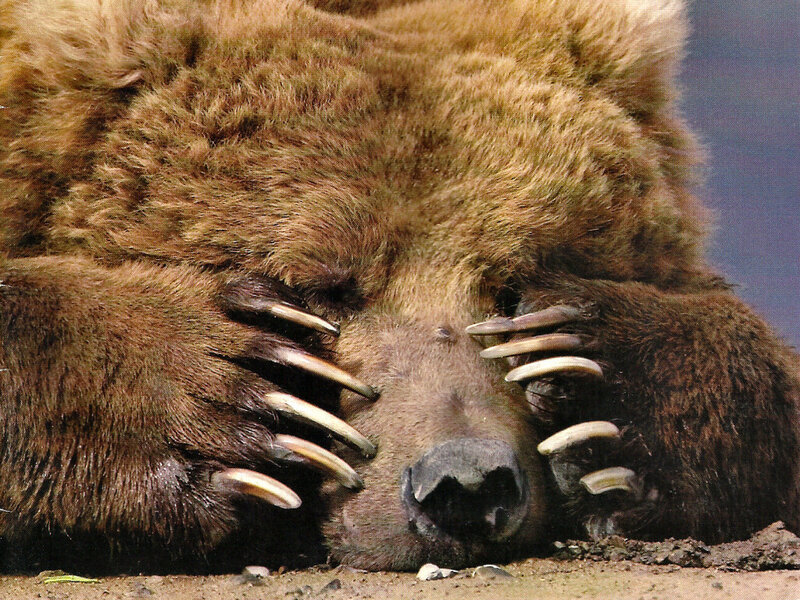 Brown Bear Sleeping — Calm