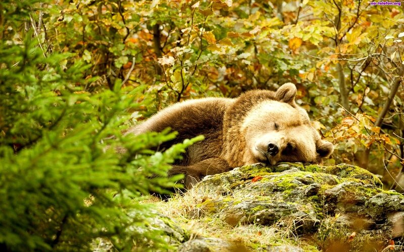 Brown Bear Sleeping — Green, Serene