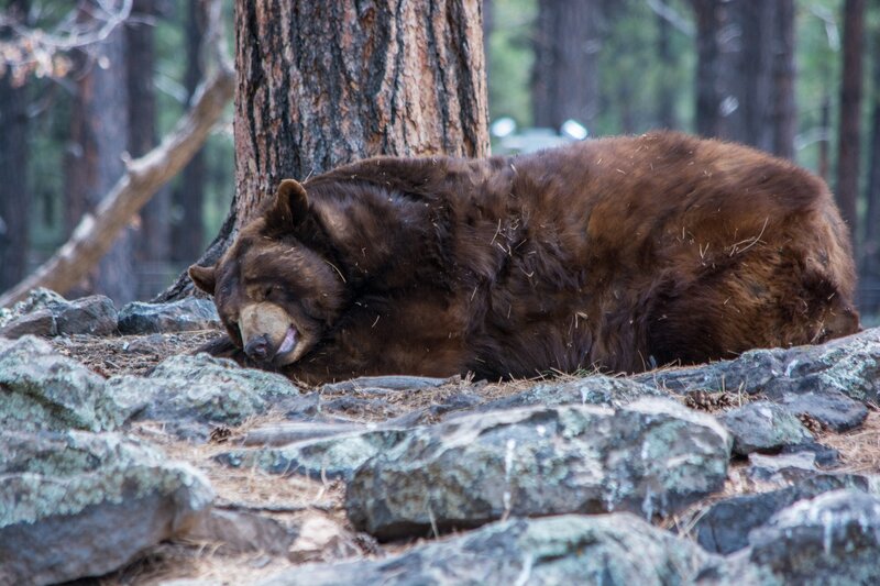Brown Bear Sleeping — Peaceful