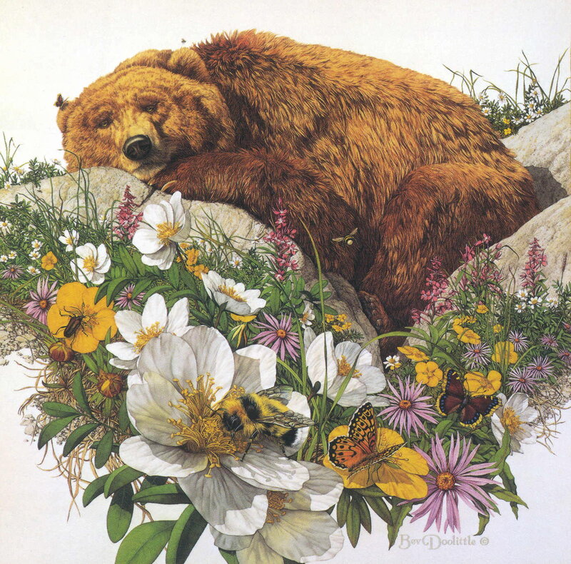 Brown Bear Sleeping — Serene