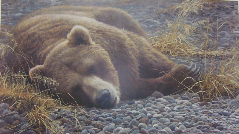Brown Bear Sleeping