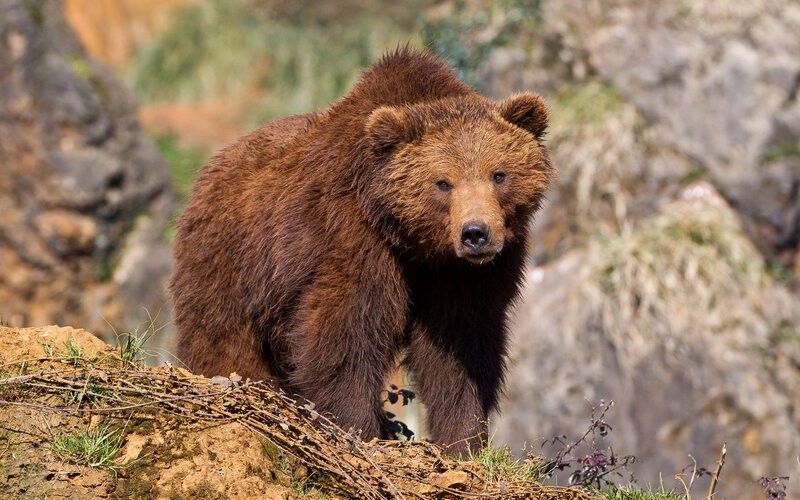 Brown Bear Standing — Alert, Afternoon, Photograph, Rocks, Grass