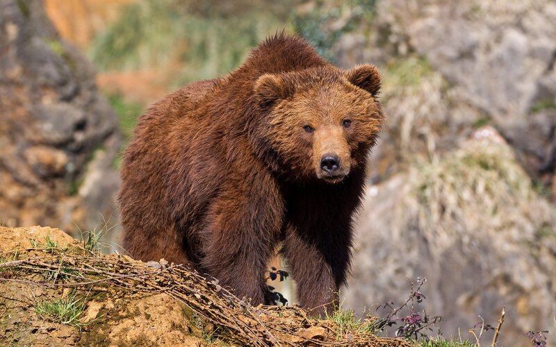 Brown Bear Standing — Alert, Afternoon, Photograph, Rocks