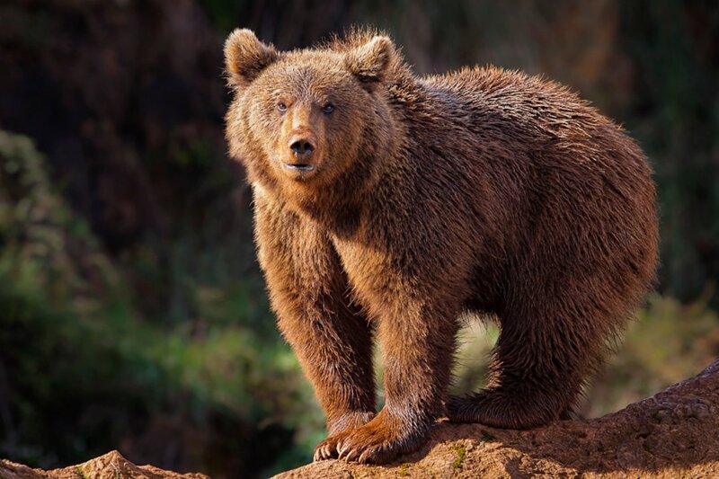 Brown Bear Standing — Alert, Afternoon, Photograph