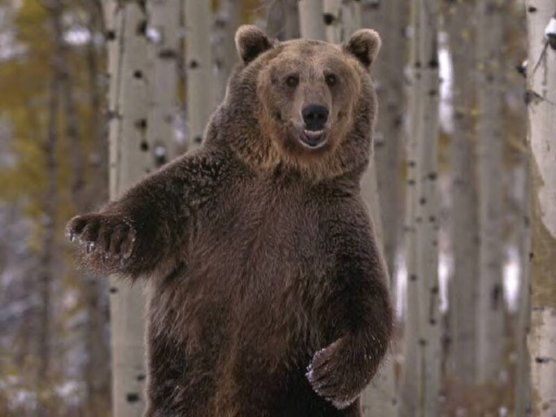 Brown Bear Standing — Alert