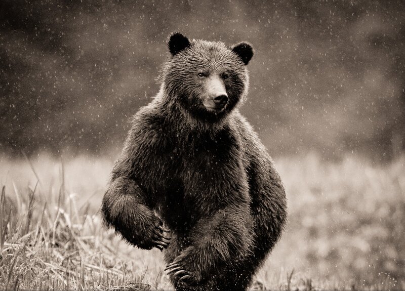 Brown Bear Standing — Black