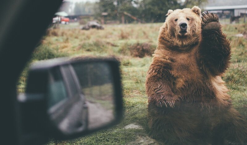 Brown Bear Standing — Calm, Photograph, Car Mirror
