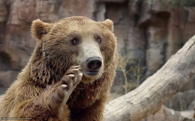 Brown Bear Standing — Calm, Photograph