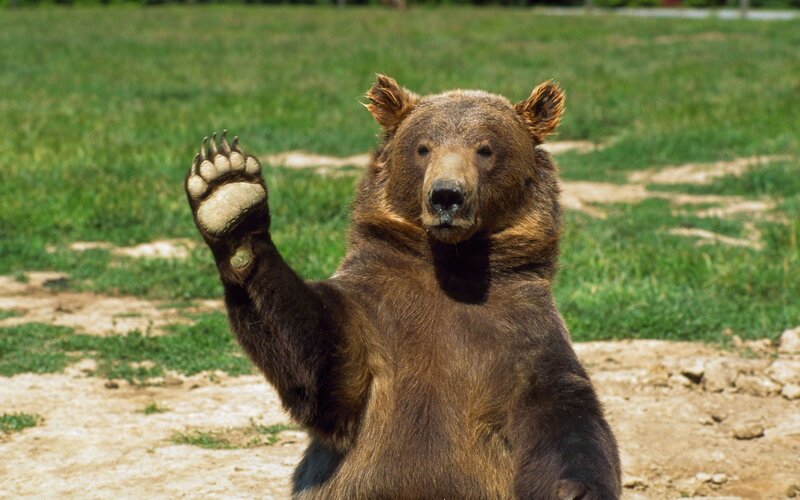 Brown Bear Standing — Calm