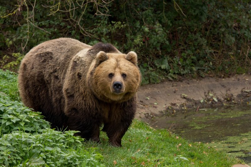 Brown Bear Standing — Green, Natural, Afternoon