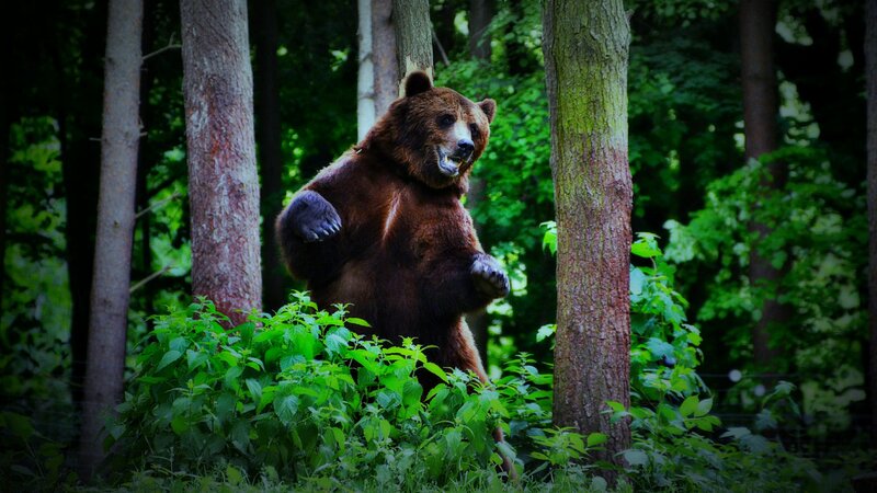 Brown Bear Standing — Green, Natural