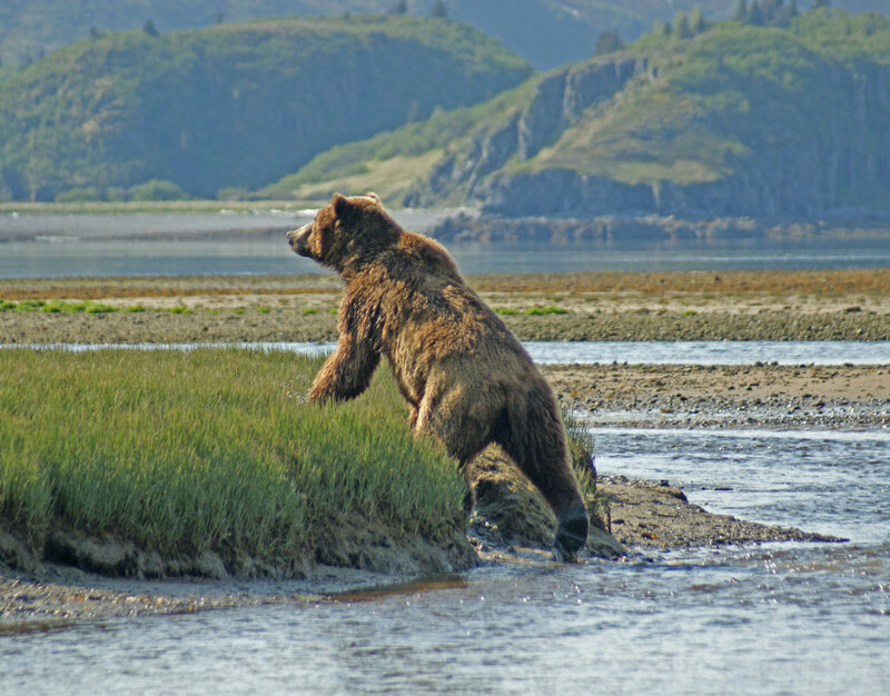 Brown Bear Standing — Green